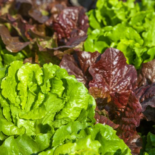 Gartensalat (Kopfsalat, Pflücksalat)
