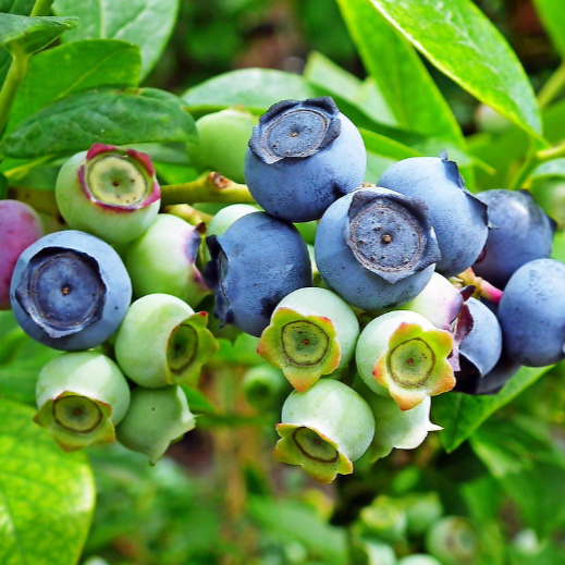Heidelbeeren