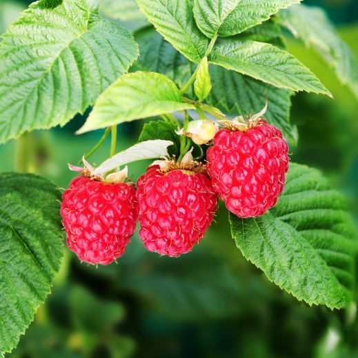 Himbeeren